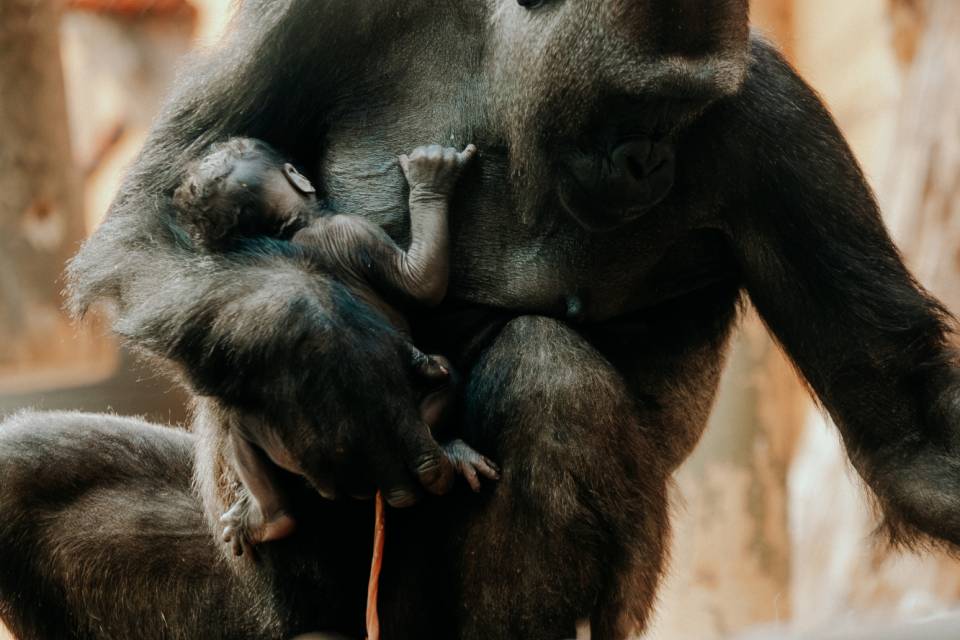 ZOO Antwerpen / Ongezien