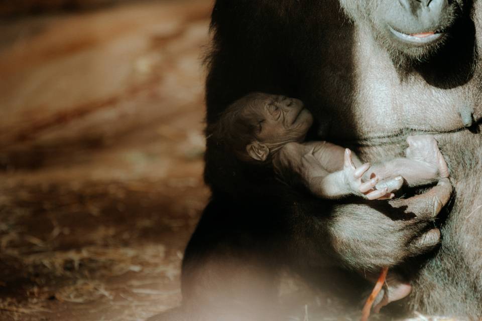 ZOO Antwerpen / Ongezien