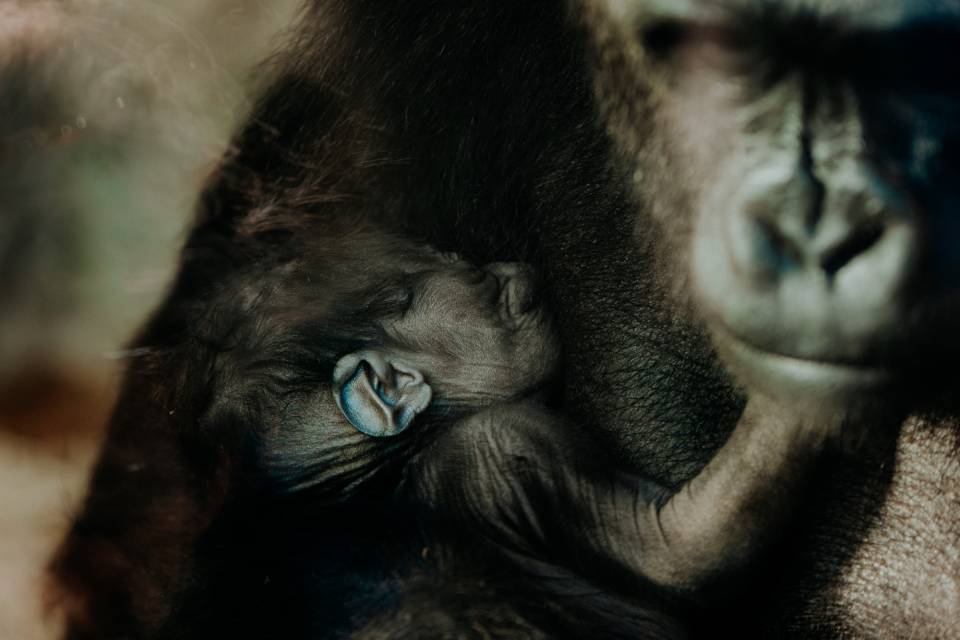 ZOO Antwerpen / Ongezien