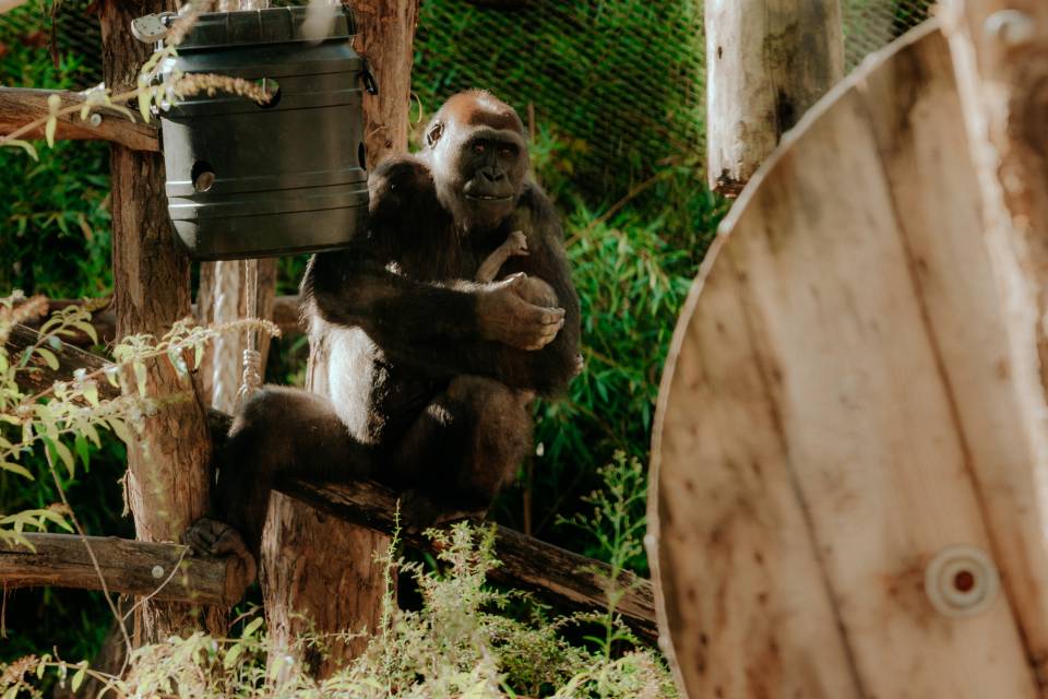 ZOO Antwerpen / Ongezien