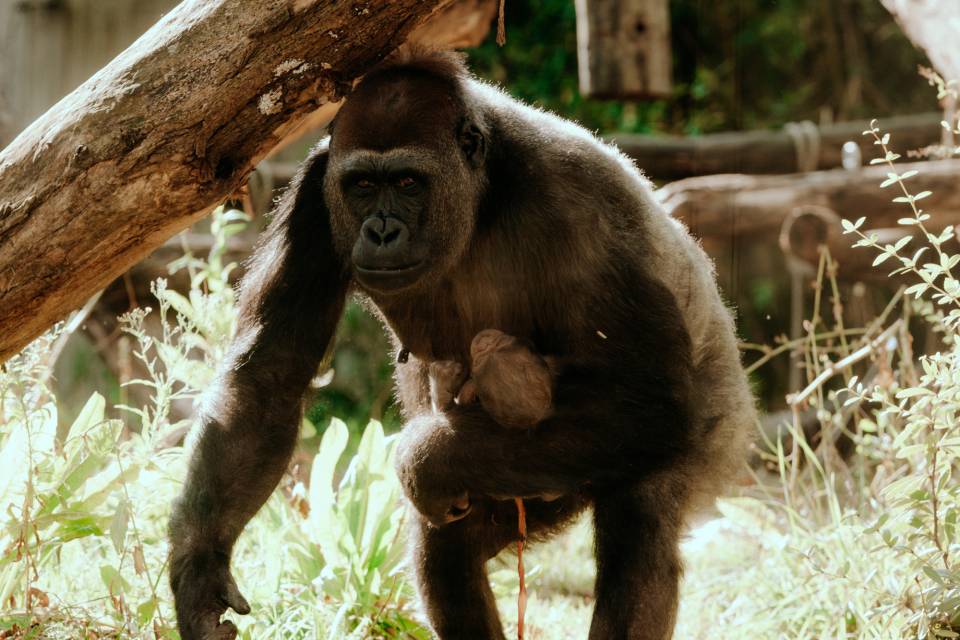 ZOO Antwerpen / Ongezien