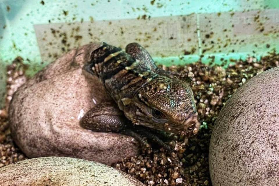 Cubaanse rotsleguaan / ZOO Antwerpen