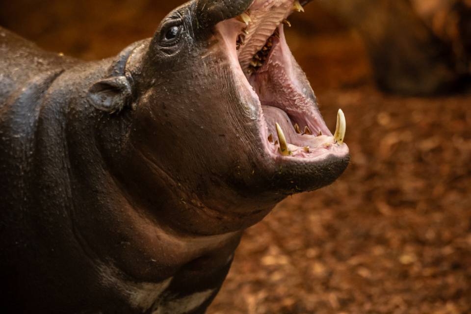 ZOO Antwerpen / Jonas Verhulst