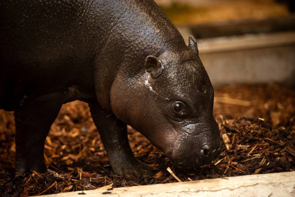 ZOO Antwerpen / Jonas Verhulst