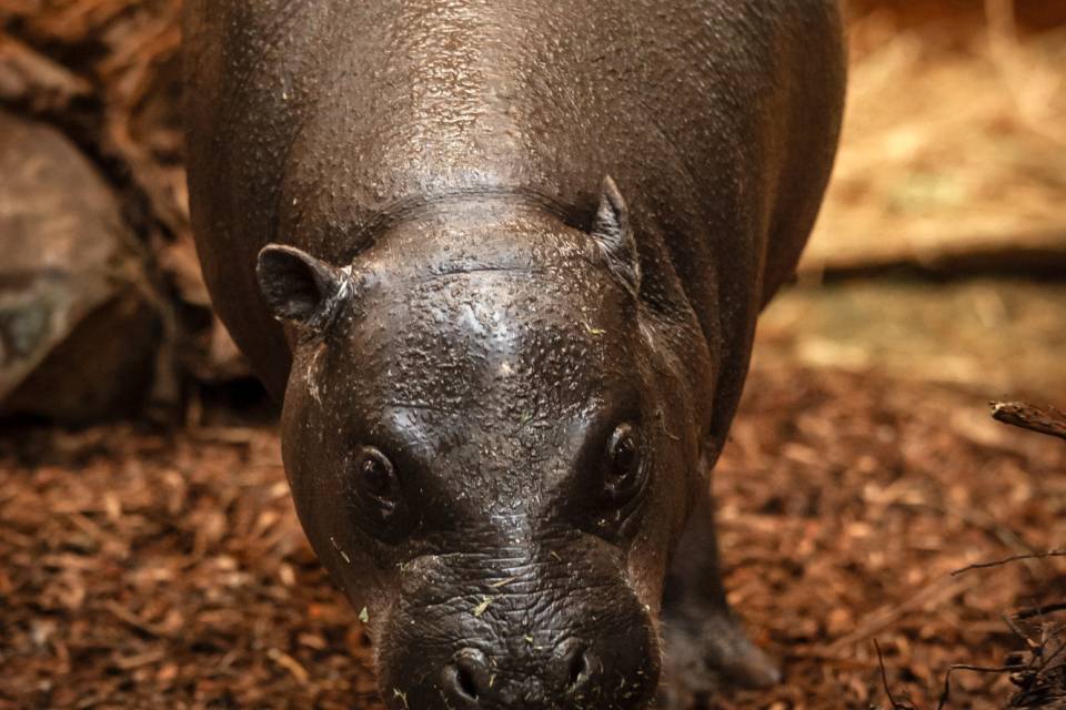 ZOO Antwerpen / Jonas Verhulst