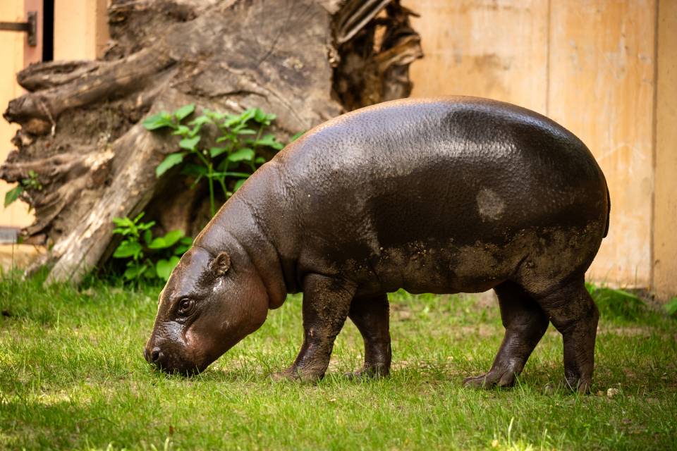 ZOO Antwerpen / Jonas Verhulst