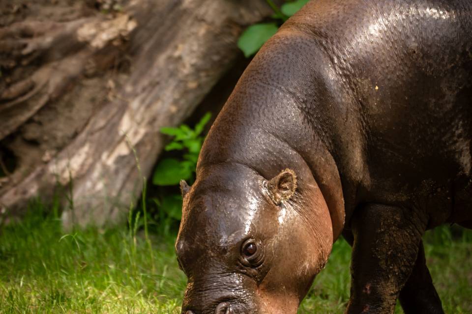 ZOO Antwerpen / Jonas Verhulst