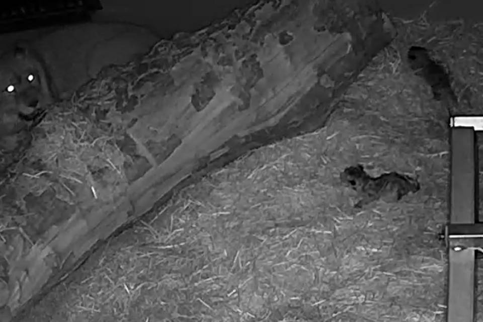 Beelden camera leeuwenverblijf - ZOO Antwerpen