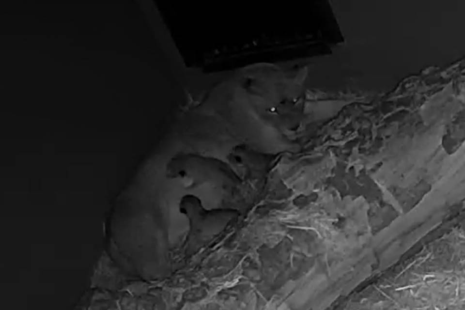 Beelden camera leeuwenverblijf - ZOO Antwerpen