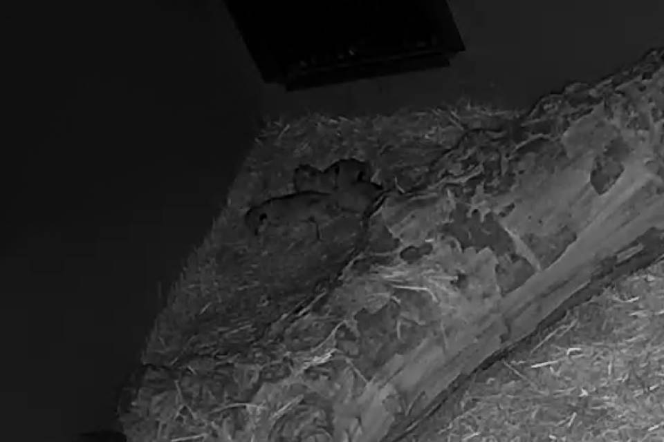 Beelden camera leeuwenverblijf - ZOO Antwerpen