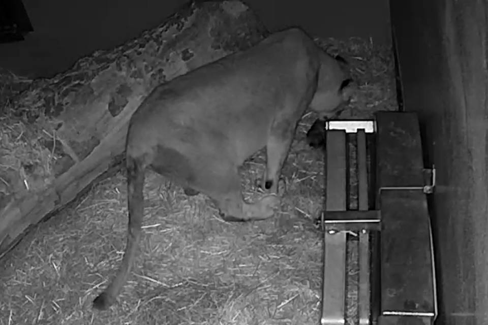Beelden camera leeuwenverblijf - ZOO Antwerpen