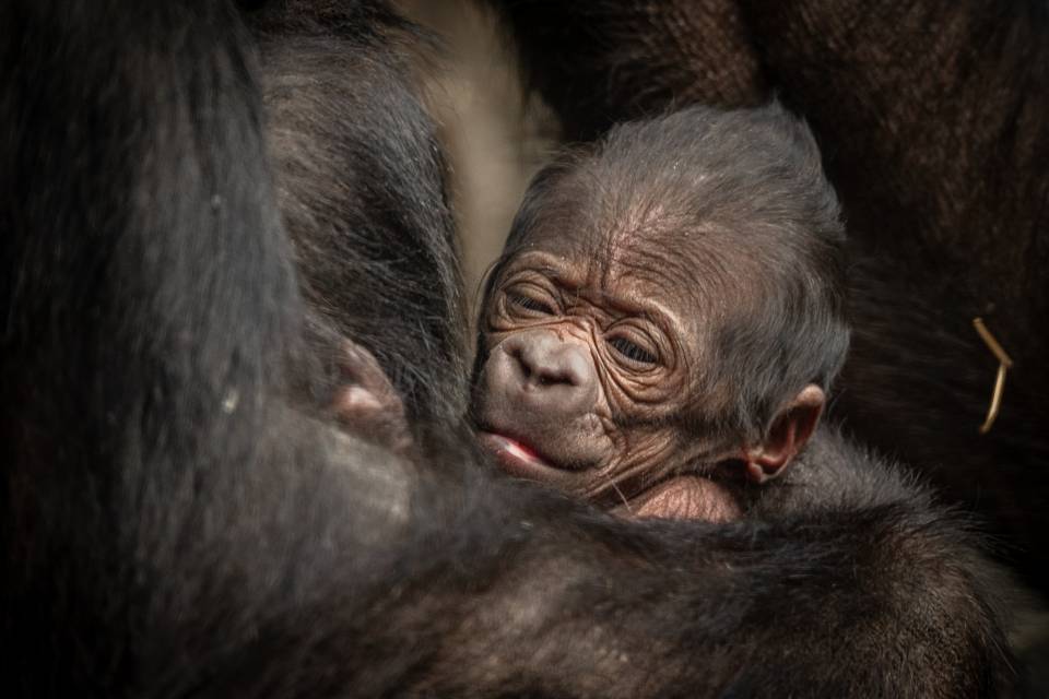 ZOO Antwerpen / Jonas Verhulst