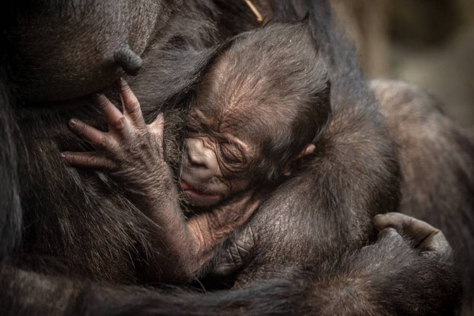 ZOO Antwerpen / Jonas Verhulst