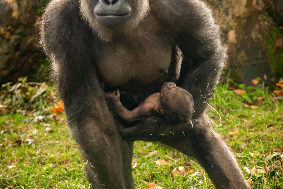 ZOO Antwerpen / Jonas Verhulst