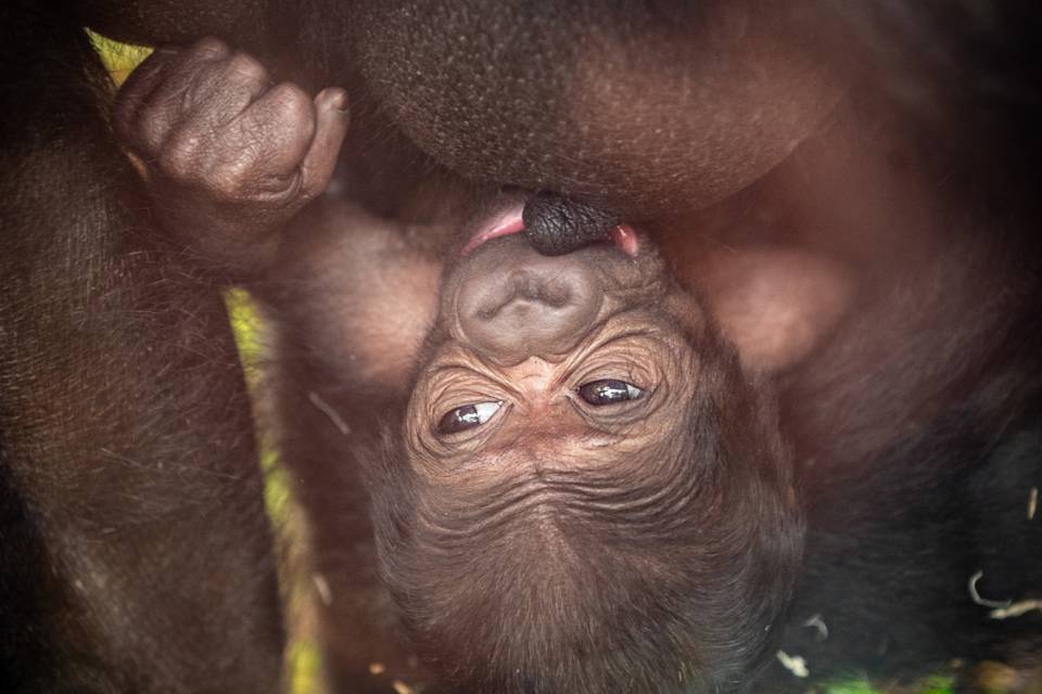 ZOO Antwerpen / Jonas Verhulst
