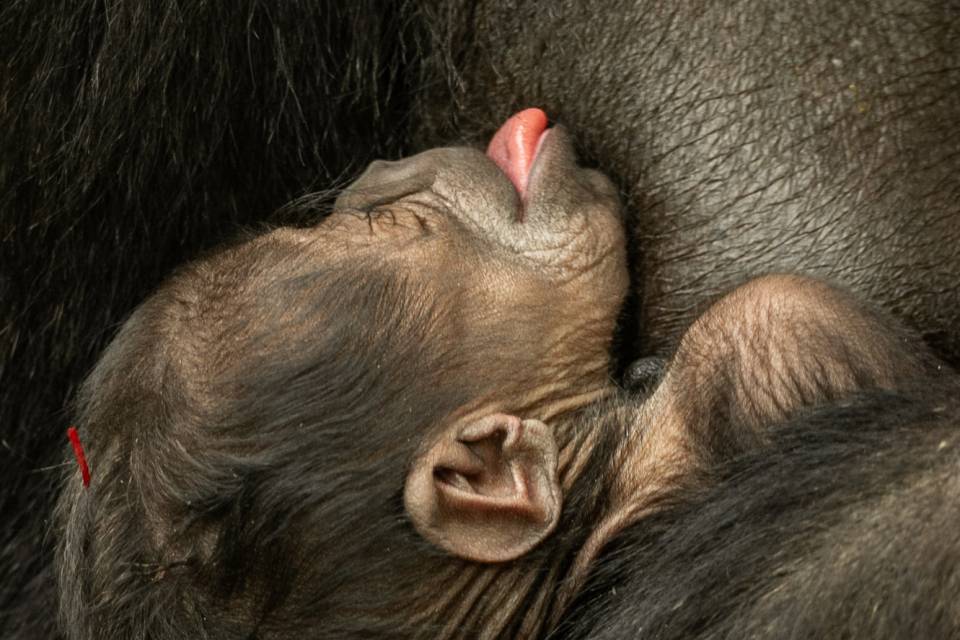 ZOO Antwerpen / Jonas Verhulst