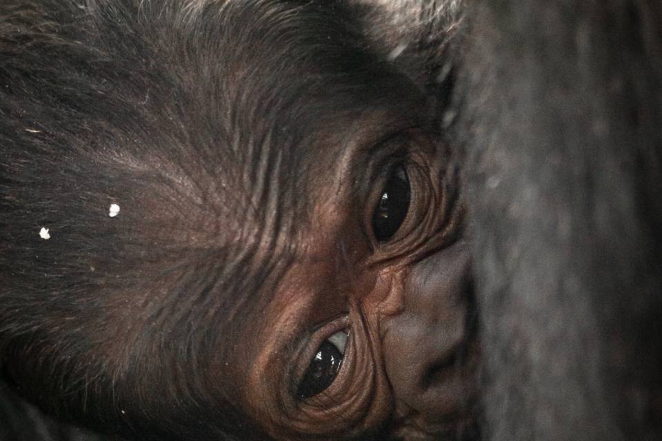 ZOO Antwerpen / Jonas Verhulst