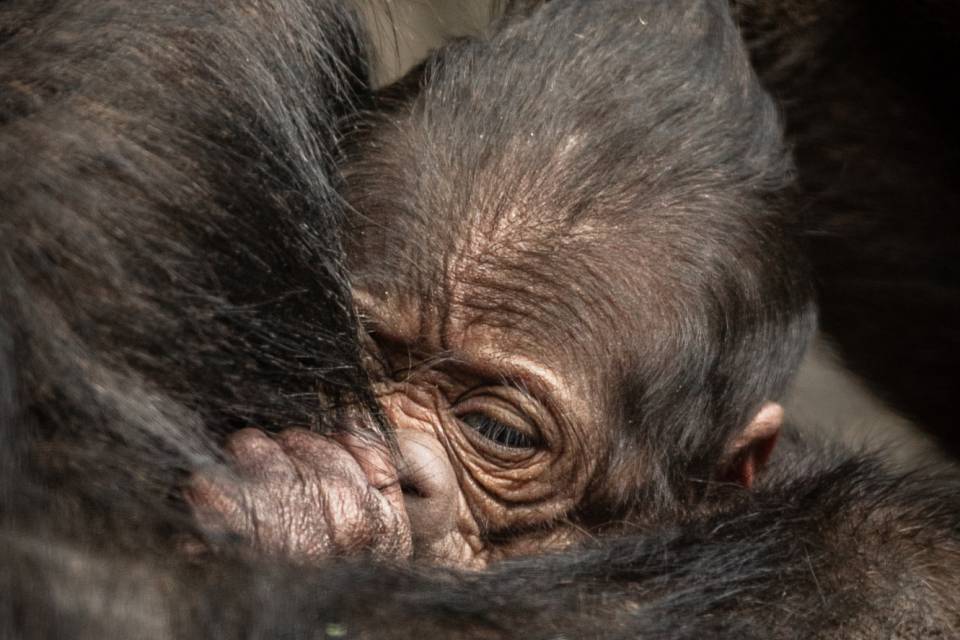 ZOO Antwerpen / Jonas Verhulst