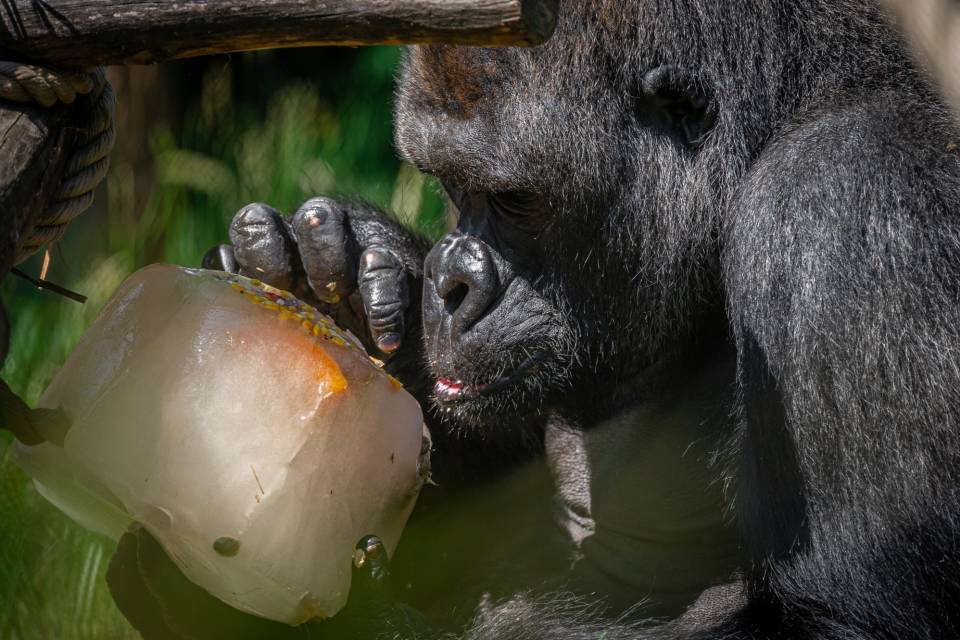 ZOO Antwerpen / Jonas Verhulst