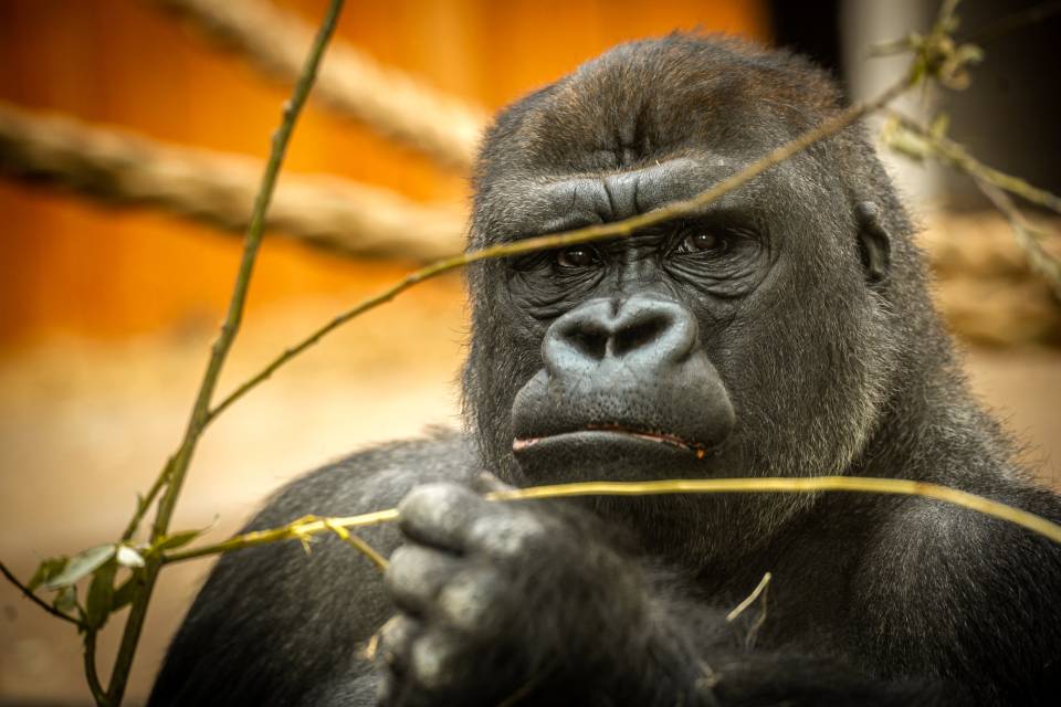 ZOO Antwerpen / Jonas Verhulst