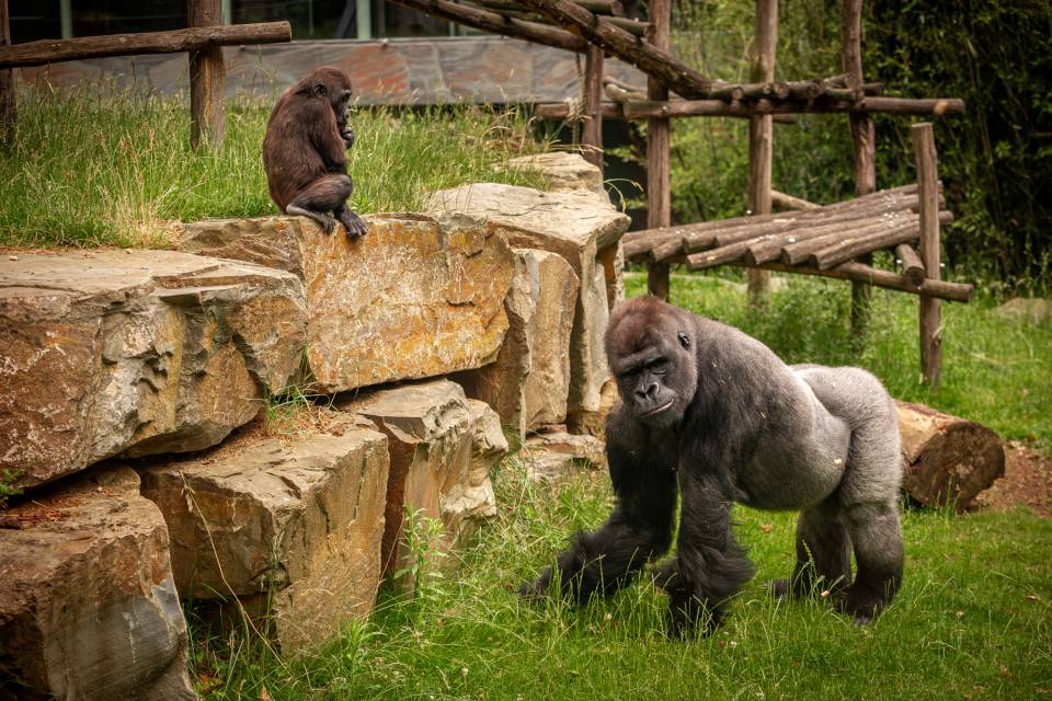 ZOO Antwerpen / Jonas Verhulst