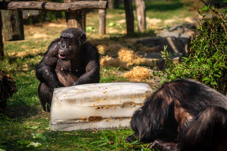 ZOO Antwerpen / Jonas Verhulst