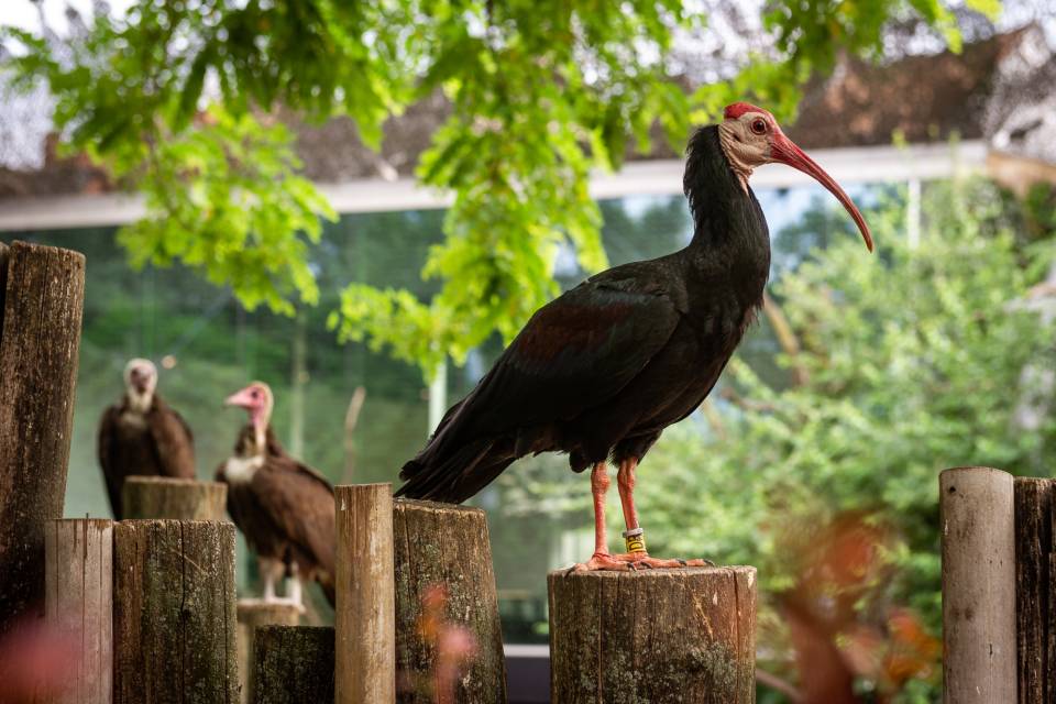 ZOO d'Anvers / Jonas Verhulst
