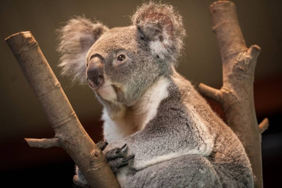 ZOO d'Anvers