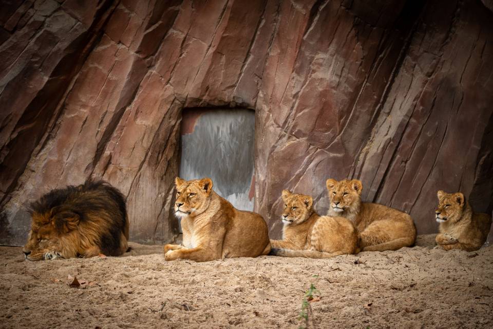 Images enclos lions - ZOO d'Anvers