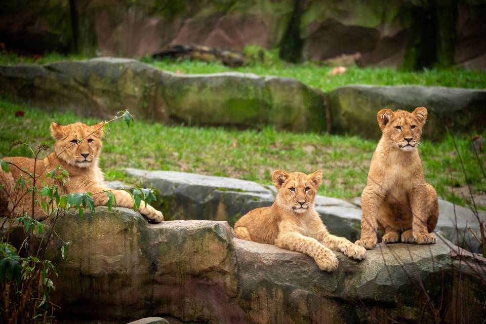 ZOO Antwerpen / Jonas Verhulst