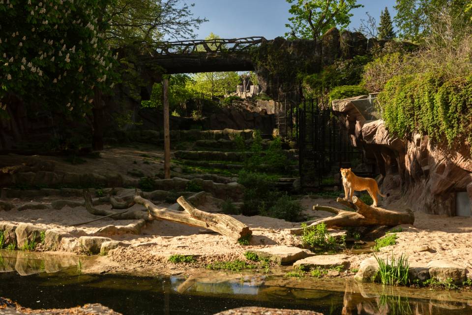 ZOO Antwerpen - Jonas Verhulst