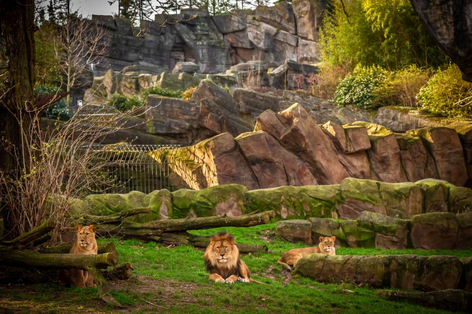 ZOO d'Anvers / Jonas Verhulst