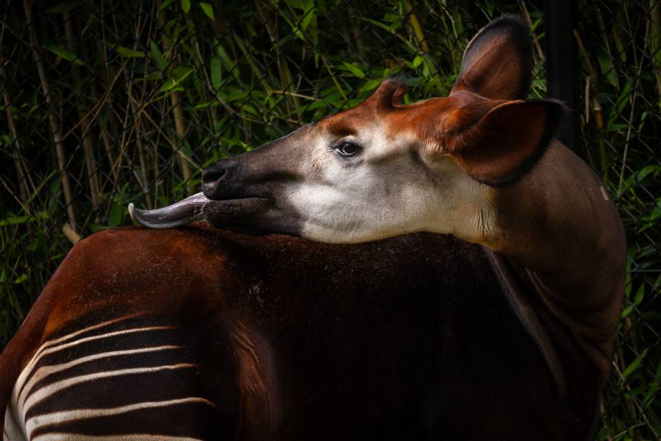 ZOO Antwerpen - Jonas Verhulst