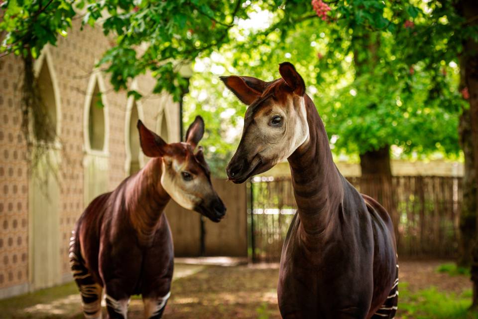 Okapi-ouders Ubundu & Zaïre / ZOO Antwerpen / Jonas Verhulst