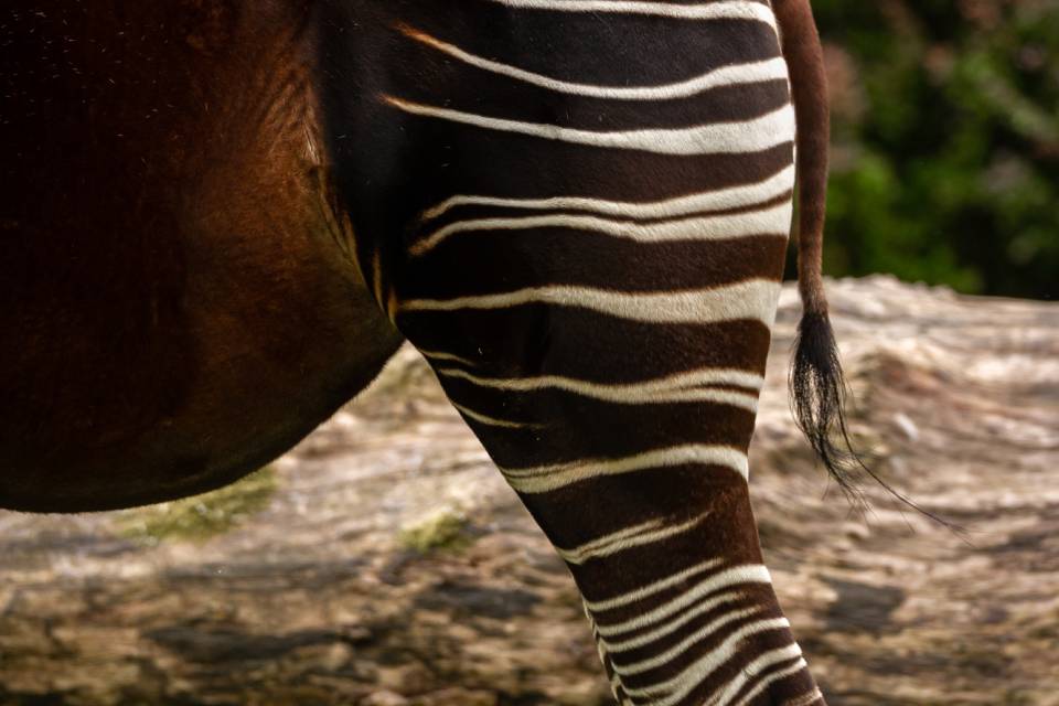 ZOO Antwerpen - Jonas Verhulst