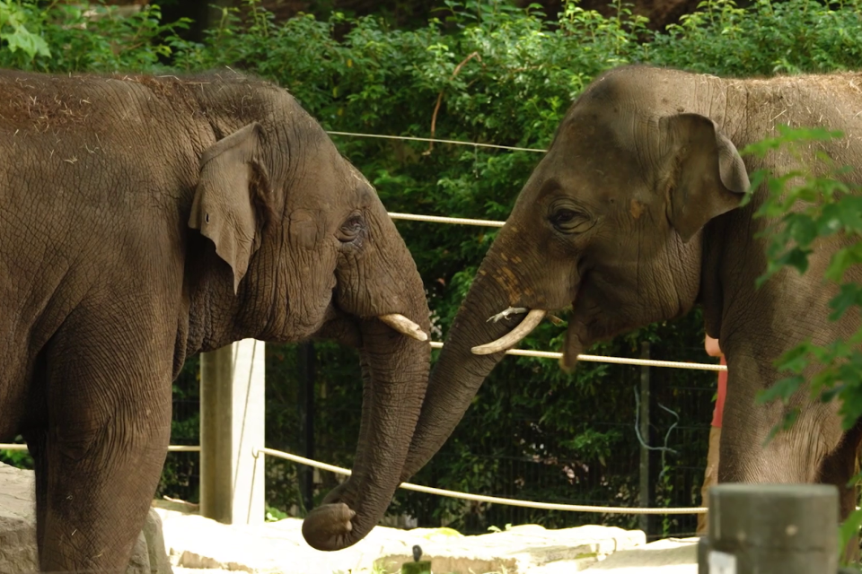 ZOO Antwerpen