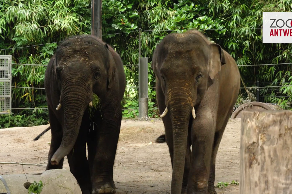 ZOO Antwerpen