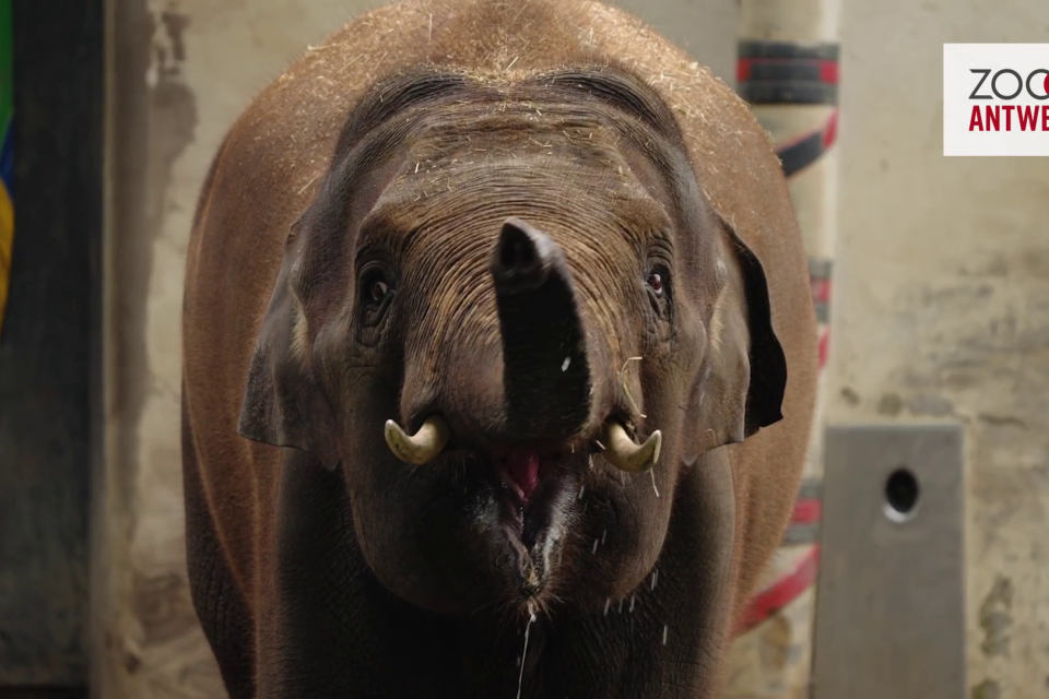ZOO Antwerpen