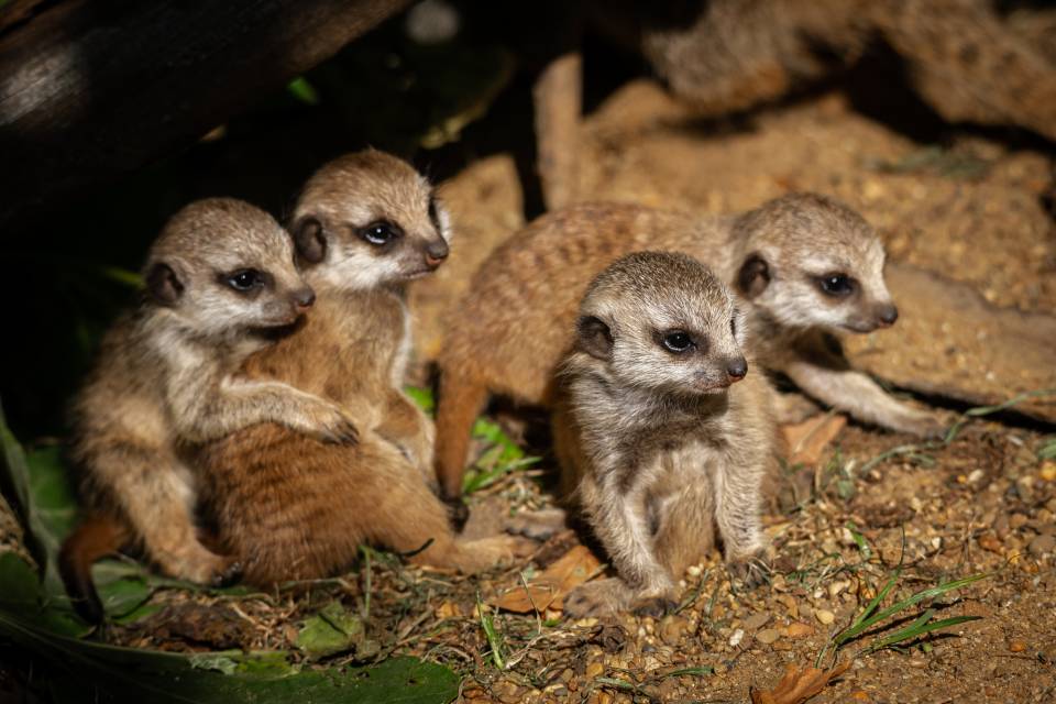 Suricates ZOO Antwerpen / Jonas Verhulst