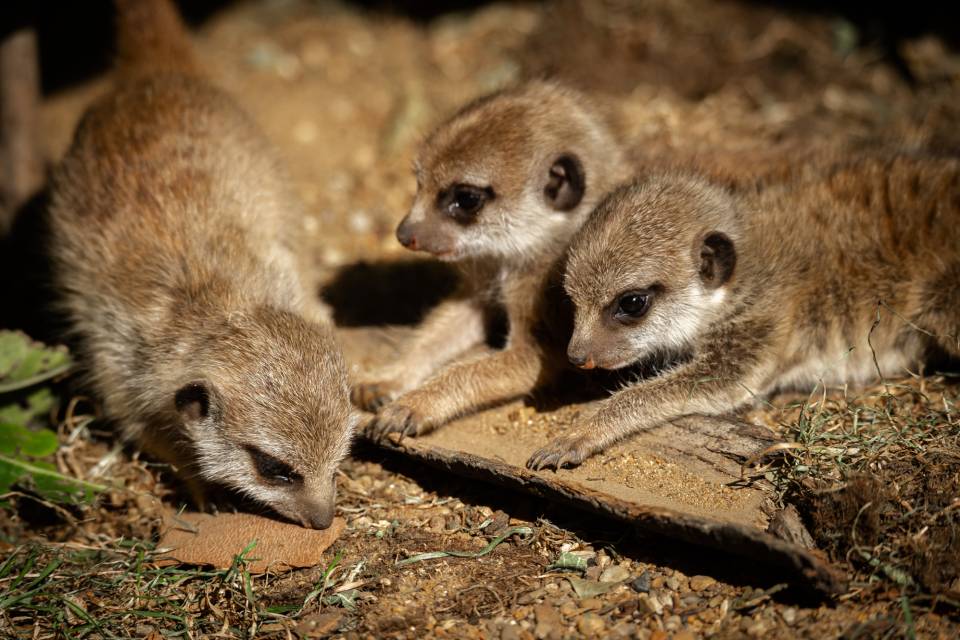 Suricates ZOO Antwerpen / Jonas Verhulst