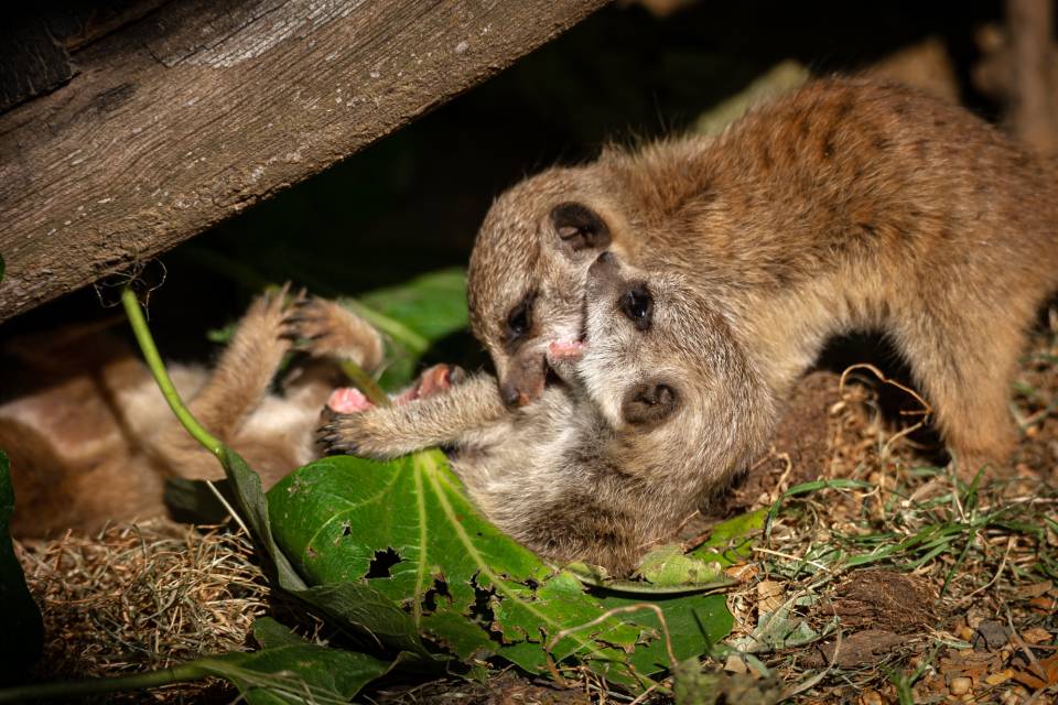 Suricates ZOO Antwerpen / Jonas Verhulst