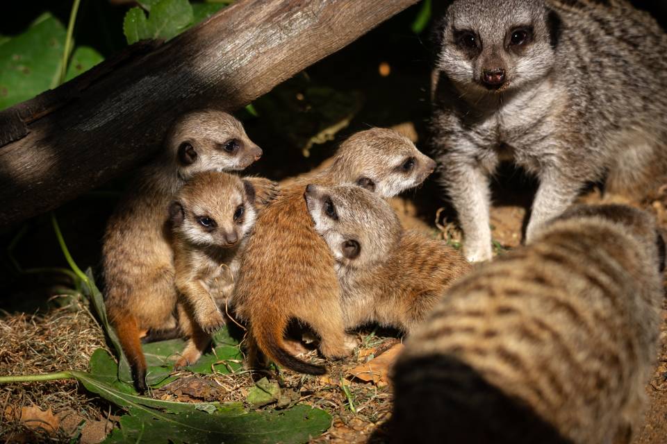 Suricates ZOO Antwerpen / Jonas Verhulst