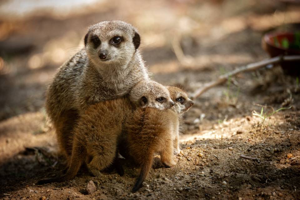 Suricates ZOO Antwerpen / Jonas Verhulst
