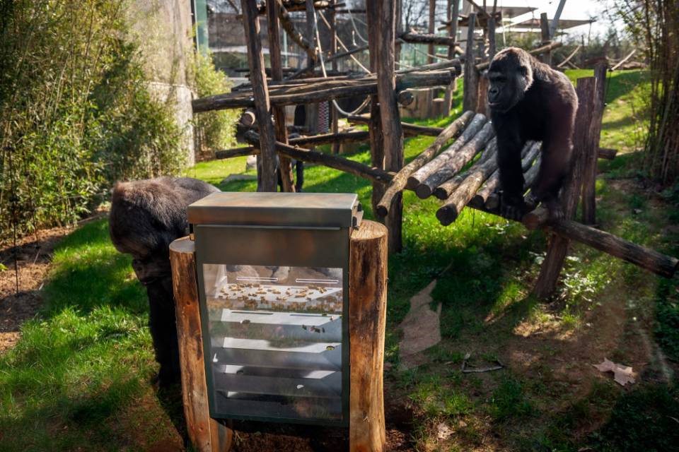 ZOO d'Anvers / Jonas Verhulst