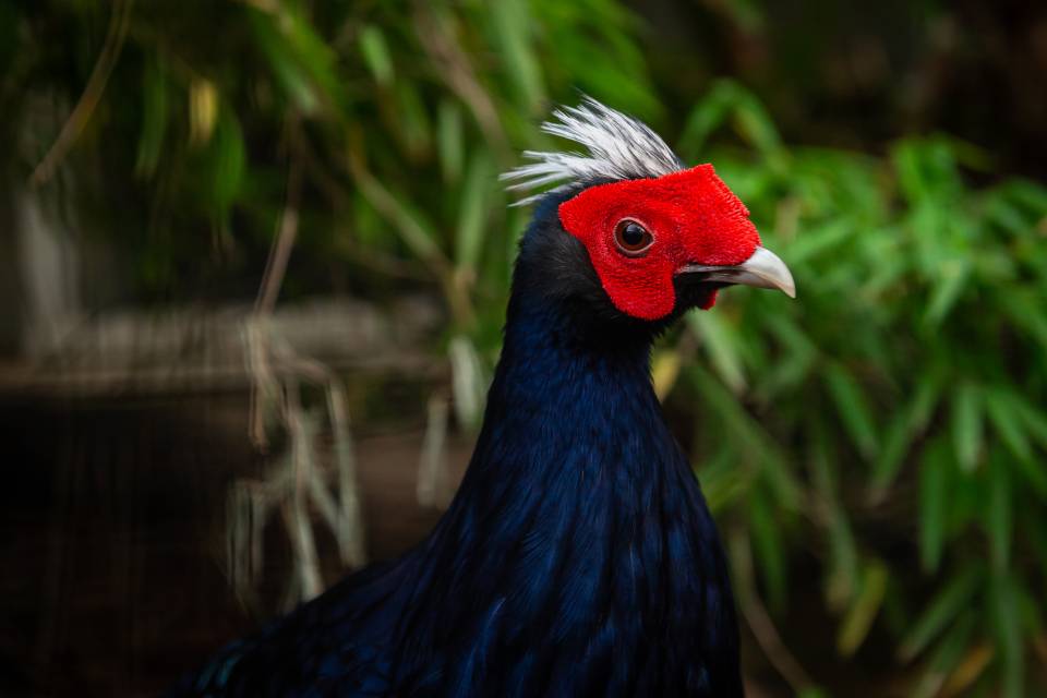 ZOO d'Anvers / Jonas Verhulst