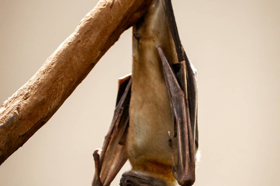 ZOO Antwerpen / Jonas Verhulst