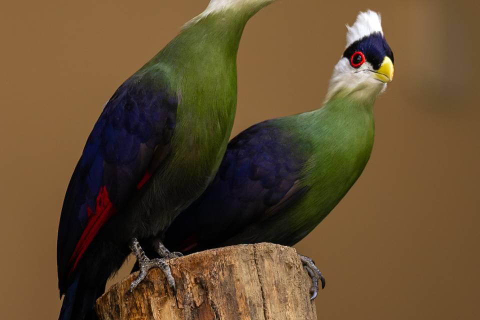 ZOO Antwerpen / Jonas Verhulst