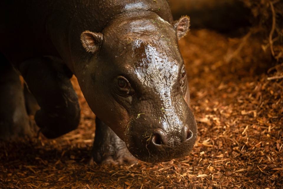 ZOO Antwerpen / Jonas Verhulst