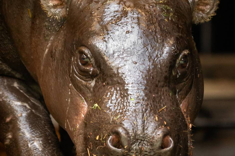 ZOO Antwerpen / Jonas Verhulst