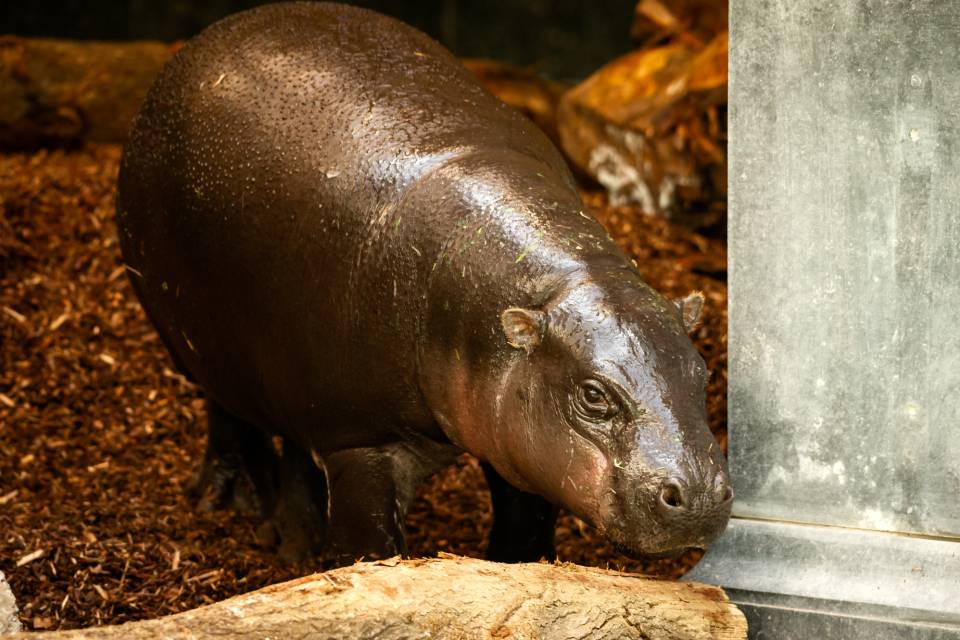 ZOO Antwerpen / Jonas Verhulst